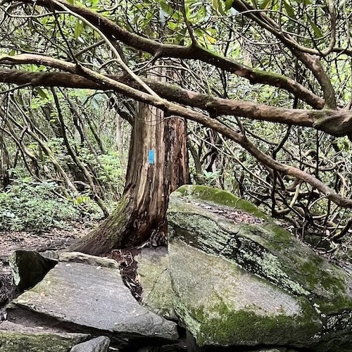 Rocky Stream